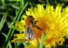 Andrena nitida